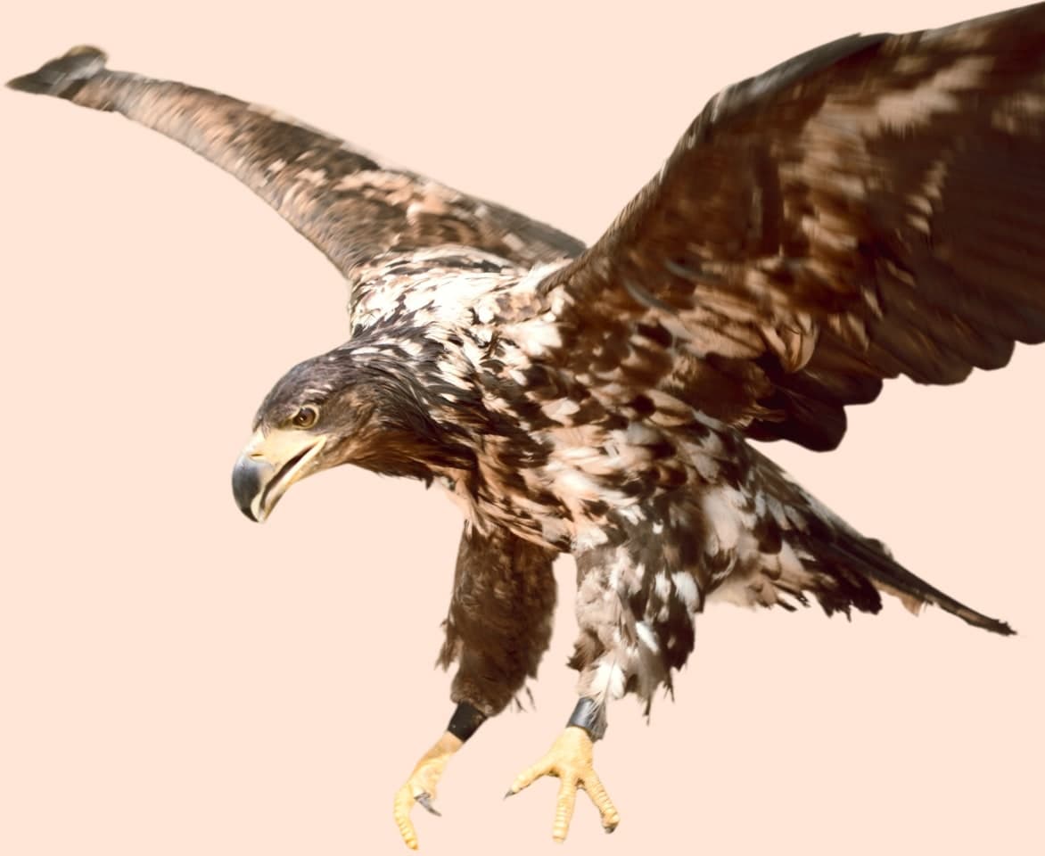 Bazzar team commitment to e-commerce excellence and customer success