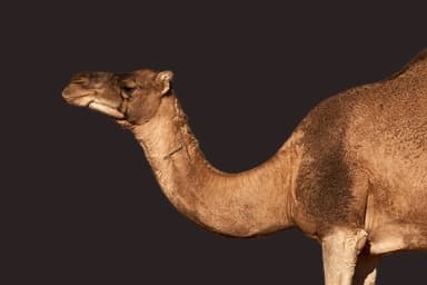 الانتقال الاحترافي